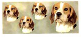 Dog Beagle